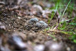 Tartufi e nocciole: il clima "impazzito" gela le eccellenze piemontesi