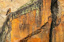 I gipeti tornano a volare e nidificare in Valle Orco