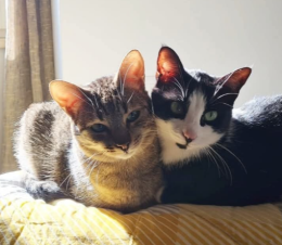 Inseparabili anche nelle foto: gli "sposini" torinesi