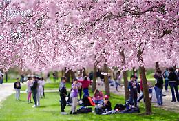 Reggia di Venaria: all'ombra dei ciliegi in fiore anche di sera. Ecco quando avverr&agrave; la fioritura