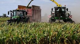 Ogm, la Corte Ue conferma il divieto italiano sulla coltivazione del mais