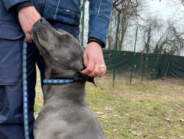 "Cacciata" perch&eacute; l'altro cane non la sopportava