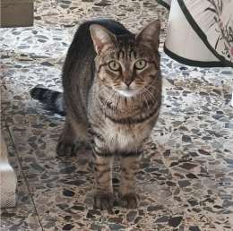 Una piccola tigre a Torino: la storia di Perla