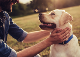 Animali sepolti con i padroni: Venaria Reale apre alle tombe di famiglia
