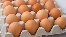 Richiamo di uova fresche per rischio Salmonella: l&rsquo;allerta del Ministero della Salute