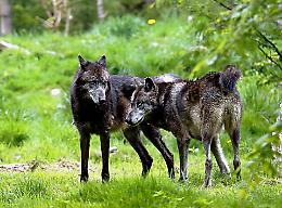 Valsusa, attacchi di lupi nonostante recinzioni alte 4 metri: ecco come accedere ai nuovi indennizzi regionali