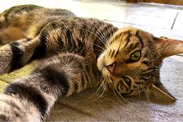 Oltre 10 milioni di famiglie italiane hanno un animale domestico