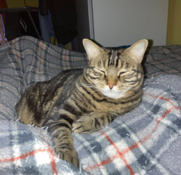 Non pu&ograve; pi&ugrave; restare in quella casa