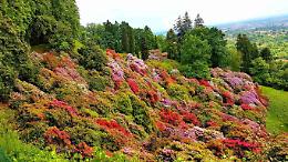 Non solo ciliegi: quando e dove vedere le fioriture pi&ugrave; belle in Piemonte