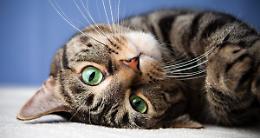 Giornata Nazionale del Gatto, perch&eacute; si festeggia proprio il 17 febbraio?