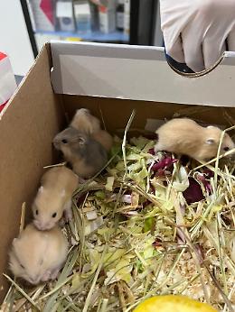 Settimo, nove criceti abbandonati sul marciapiede, salvati sia adulti e cuccioli