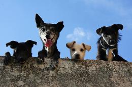 A Rivoli nasce la Consulta per i diritti e il benessere degli animali: ecco di cosa si occuper&agrave;