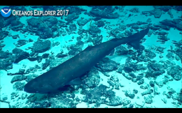 Lo straordinario avvistamento dello squalo dormiente in Antartide: il video