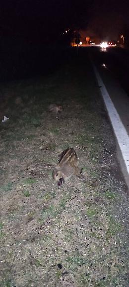 Cinghiali travolti sulla provinciale tra  Robassomero e Ciri&eacute; : la gestione tardiva delle carcasse riapre il caso dei servizi nel weekend