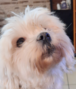 Usata solo per "sfornare cucciolate": la piccola Rebecca