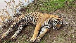 Tragedia in Thailandia: un&rsquo;epidemia uccide 72 tigri in un parco turistico