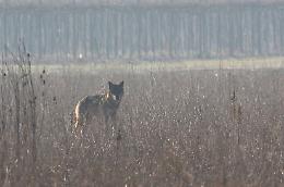 Quattro lupi avvistati nelle campagne di Strambino a circa 200 metri dalla Dora Baltea