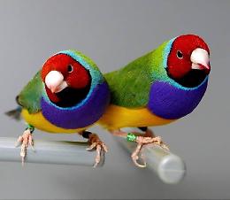 Diamanti di Gould a Zoom incantano Oasi delle Farfalle: l&rsquo;armonia perfetta di un ecosistema in miniatura