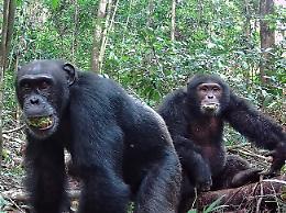 Uno studio rivela che gli scimpanz&eacute; bevono alcol: non &egrave; un vizio, &egrave; una necessit&agrave; evolutiva