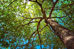 Cherasco lancia &ldquo;Green Up&rdquo;: parte il piano strategico per trasformare il verde pubblico