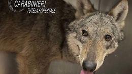 Una lupa catturata a Novi e trasferita in un centro specializzato a Grugliasco 