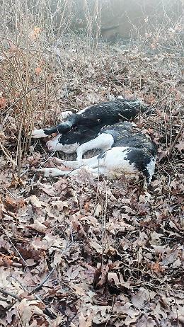 Vitelli morti abbandonati nel bosco: l&rsquo;orrore a Rivarossa