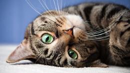 Caprie celebra i gatti: ecco i vincitori del contest "Scatto al gatto 2026"