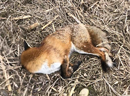 Shock alla Falchera, uccidono la volpe del parco: &laquo;Aveva il collo spezzato&raquo;