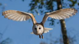 Nichelino, un barbagianni torna a volare nel parco di Stupinigi
