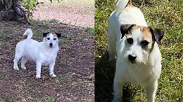 Torino, apprensione per Tina: scappata dopo un boato, la cagnolina &egrave; scomparsa da tre giorni