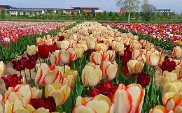 Dove vedere la fioritura di tulipani pi&ugrave; grande d&rsquo;Italia: il festival apre al pubblico