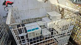 Torino, pastore tedesco prigioniero tra i rifiuti: scatta il blitz che incastra un gestore abusivo