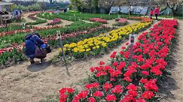 Un angolo in fiore alle porte di Torino: riapre TuliAlpi, il paradiso dei tulipani