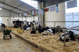 Carmagnola pronta per la 562&ordf; Fiera Primaverile: tradizione agricola e innovazione locale