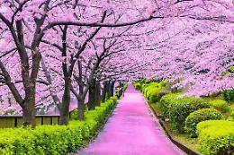 Fioritura dei ciliegi (anche di notte) a pochi passi da Torino