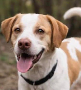 Un cucciolo "intrappolato" in box