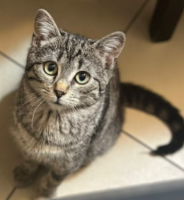 Una micetta  cerca "affitto" a Torino