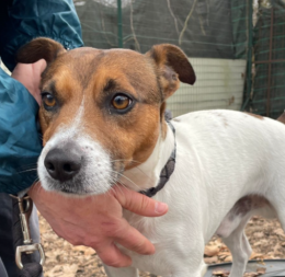 "Rimbalzato" da un box all'altro: la storia di Simba