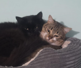 Due (a)mici inseparabili a Torino