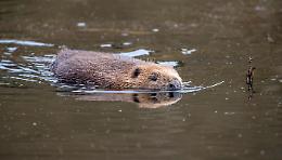 Il castoro europeo &egrave; tornato in Piemonte: 500 anni dopo il suo ritorno lungo il Ticino