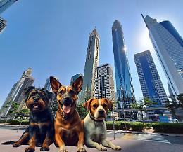 Dubai, emergenza abbandoni: animali domestici lasciati per strada durante la fuga