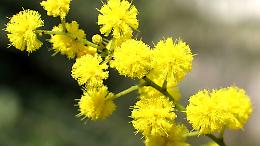 Mimosa: guida pratica per conservare il fiore della Festa della Donna