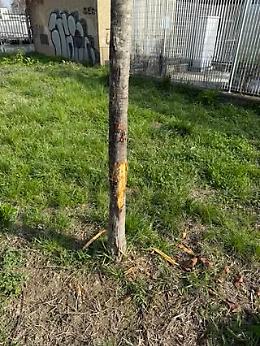 Torino, richiama il proprietario del cane e parte l&rsquo;aggressione verbale