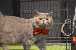 Lo "zoo" di animali domestici alle porte di Torino. Ecco dove e quando 