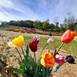 A due passi da Torino torna il campo di tulipani: 100mila fiori da raccogliere tra natura e panorami