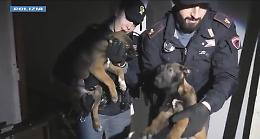 Orrore in uno stabile a Torino, salvati sette cuccioli di Malinois