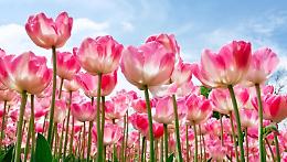 Arriva la bella stagione e con questa la fioritura dei tulipani