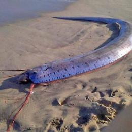 Due pesci remo da record in Messico: i giganti d&rsquo;argento che sembrano usciti da un film