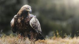 Aquila reale in difficolt&agrave; salvata sulle alture di Domodossola