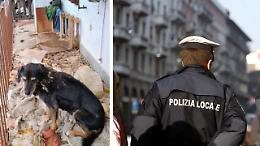 Cani maltrattati e abbandonati salvati in condizioni drammatiche a Giaveno